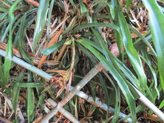 Billbergia pyramidalis