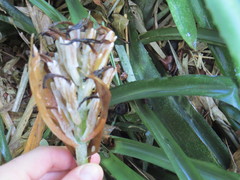Billbergia pyramidalis