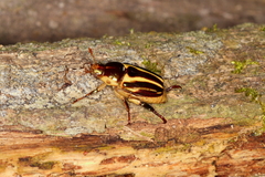 Pelidnota liturella