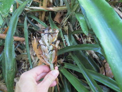 Billbergia pyramidalis