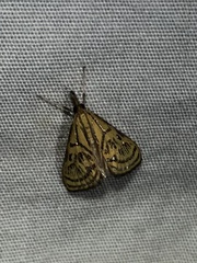 Daulia arizonensis