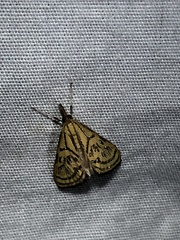 Daulia arizonensis