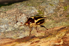 Pelidnota liturella