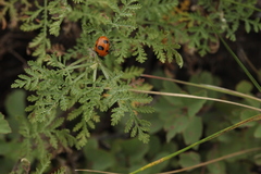 Artemisia santolinifolia