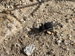 Philolithus aegrotus