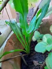 Eryngium foetidum