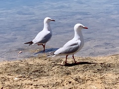 Chroicocephalus novaehollandiae novaehollandiae