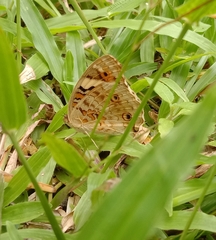 Junonia orithya