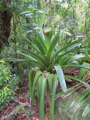 Vriesea philippocoburgi