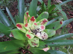 Vriesea philippocoburgi