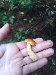 Lactarius substriatus