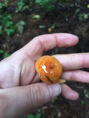 Lactarius substriatus