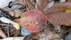 Cornus florida urbiniana