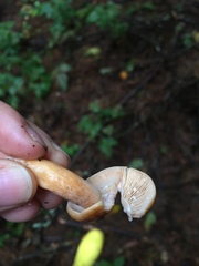 Lactarius substriatus