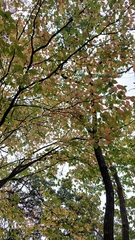 Cornus florida urbiniana
