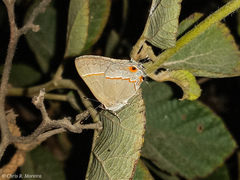 Electrostrymon endymion