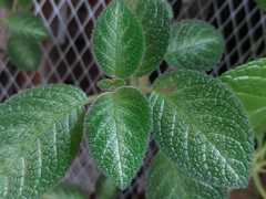Episcia