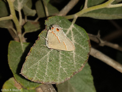 Electrostrymon endymion