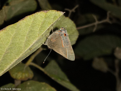 Electrostrymon endymion