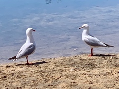 Chroicocephalus novaehollandiae novaehollandiae