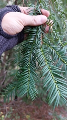Taxus globosa