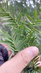 Taxus globosa