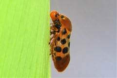 Cosmoscarta septempunctata