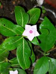 Catharanthus roseus
