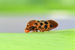 Cosmoscarta septempunctata