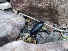 Eleodes tenuipes