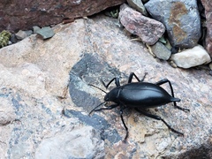 Eleodes tenuipes
