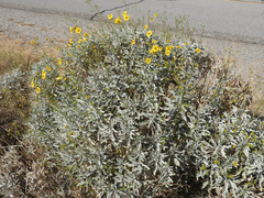 Encelia farinosa