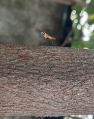 Telostylinus lineolatus