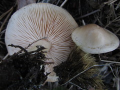 Tricholoma odorum