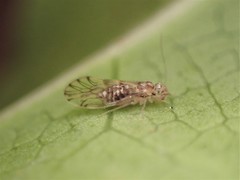 Pseudocaeciliidae