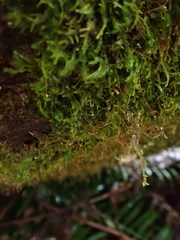 Plagiothecium piliferum