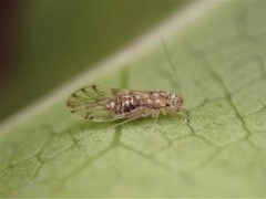 Pseudocaeciliidae