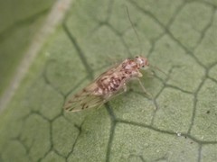 Pseudocaeciliidae