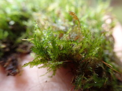 Plagiothecium piliferum