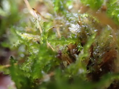 Plagiothecium piliferum