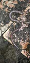 Lumbricus terrestris