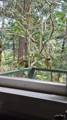 Zosterornis whiteheadi