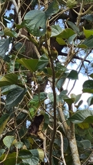 Zosterornis whiteheadi