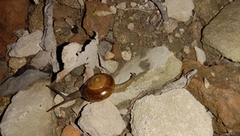 Macrochlamys hippocastaneum