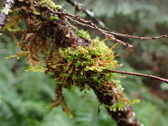 Ulota obtusiuscula