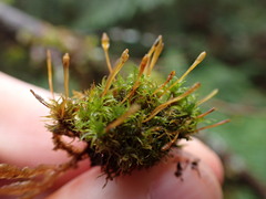 Ulota obtusiuscula