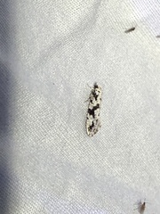 Nemapogon defectella
