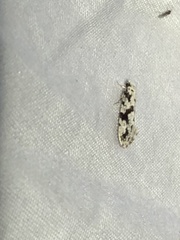 Nemapogon defectella
