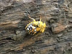 Chinavia marginata