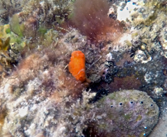 Doriopsilla carneola